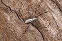 Argiope_syrmatica_D7159_Z_90_Macquarie caravan park_Australie